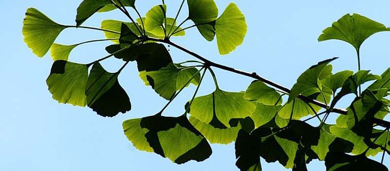Ginkgo Biloba - Organic Tea Healing