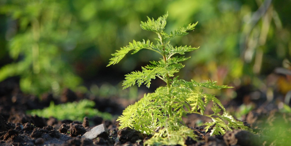 Artemesia - Organic Tea Healing