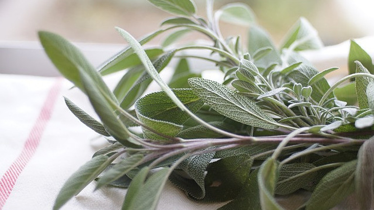 Leaves of Sage - Organic tea healing