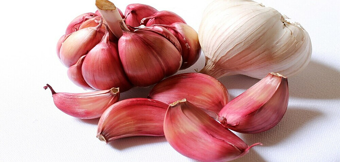 Garlic