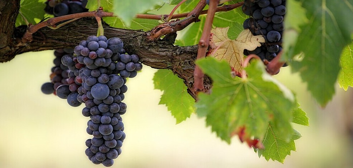Grapes - Organic Tea Healing