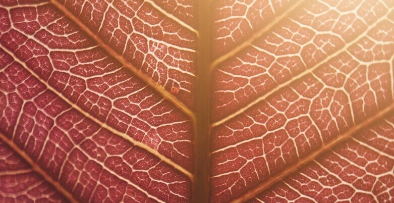 varicose vein- Organic Tea Healing