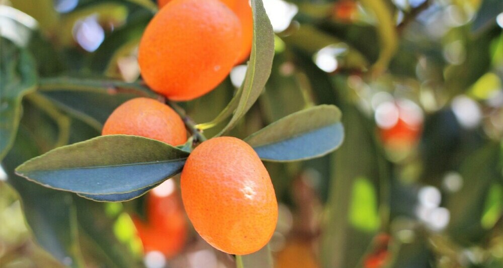 Eating Kumquat Peel?- Organic Tea Healing