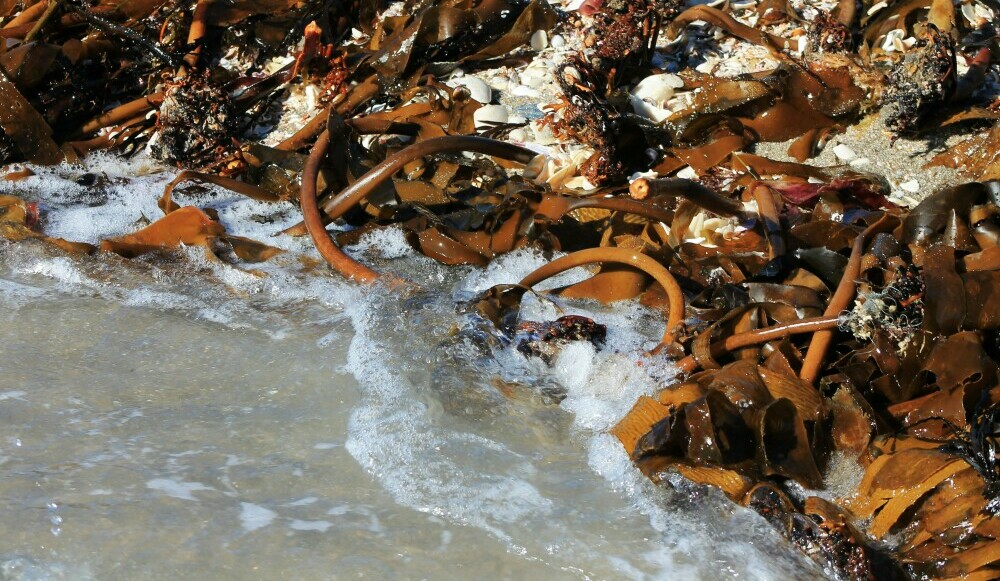 Nori Seaweed? - Organic Tea Healing