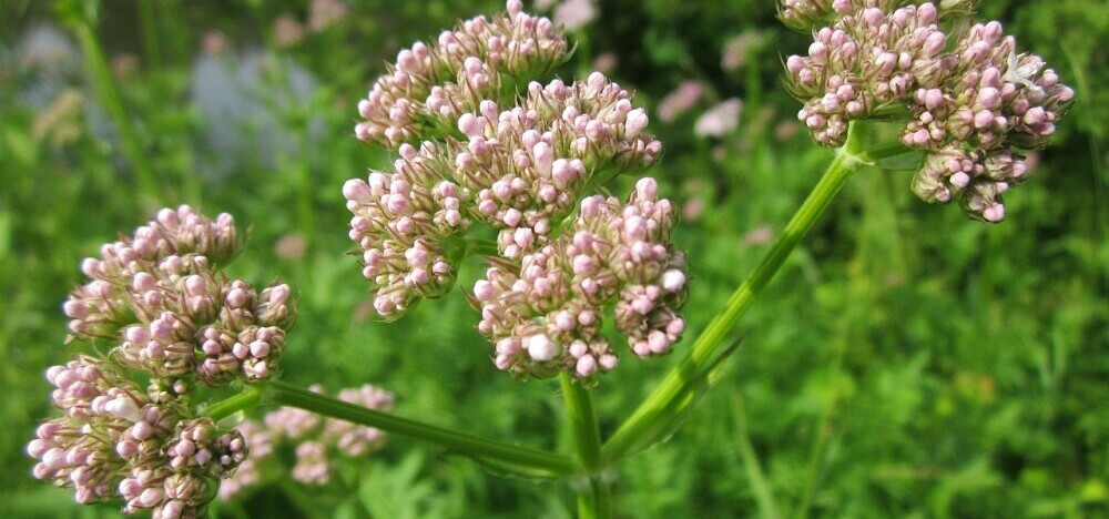 Valerian