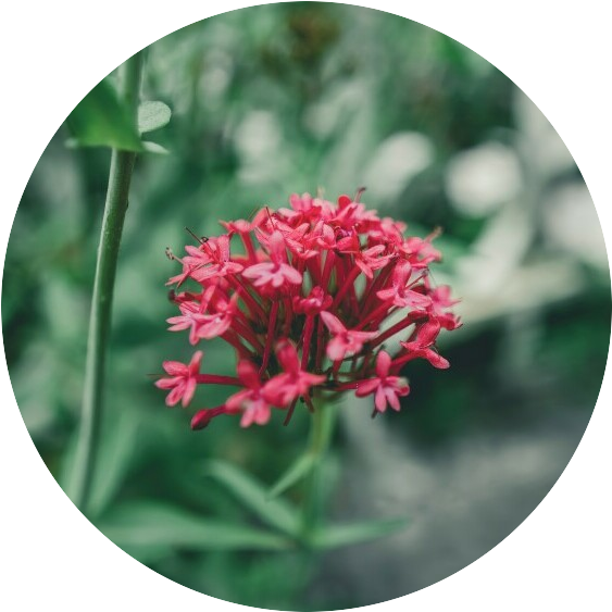 Valerian