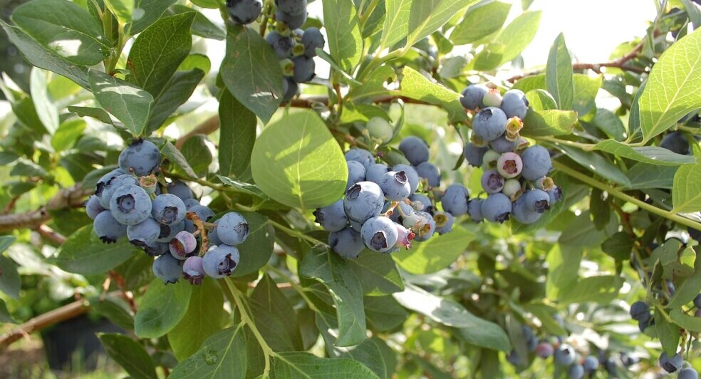 Blueberries Organic Houses