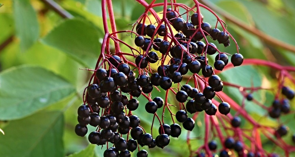  Elderberry  Organic Houses