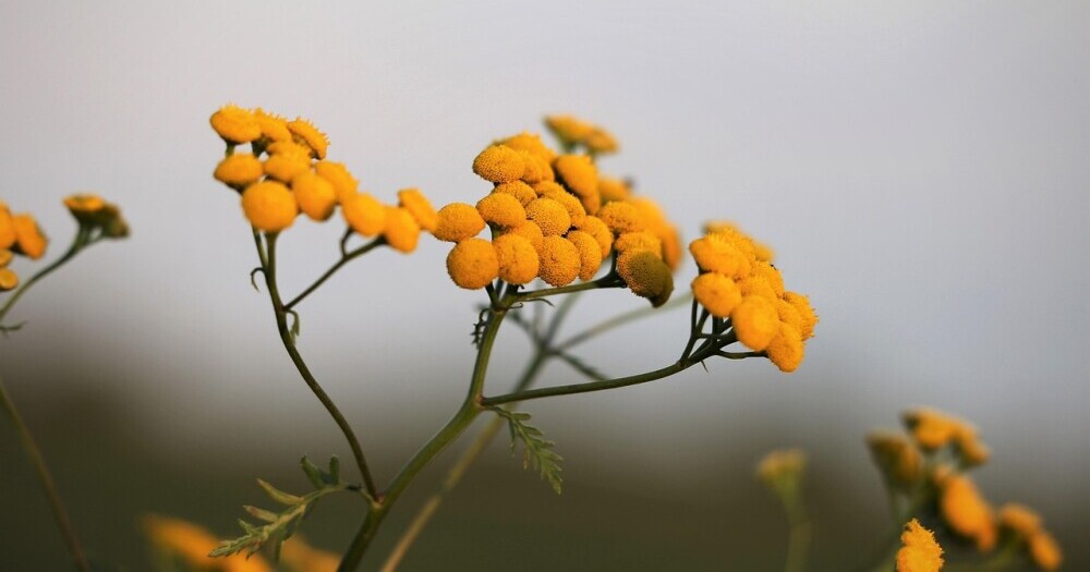  Italian Helichrysum plant - the Organic Houses